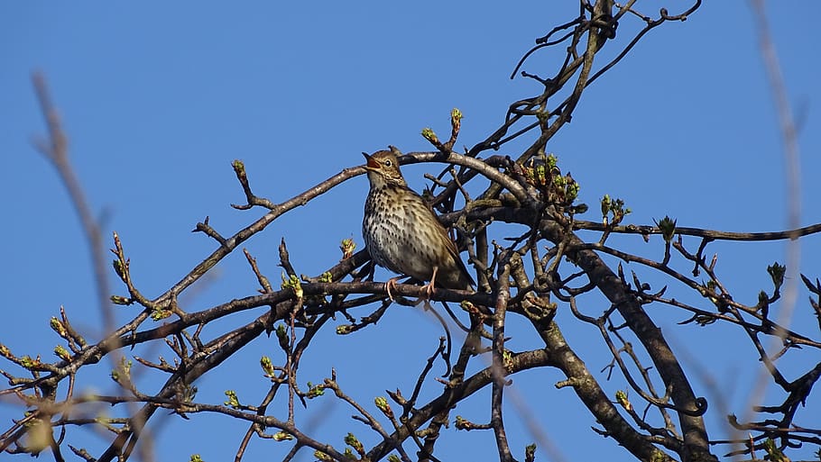 tree, nature, sky, bird, animal themes, branch, animal wildlife HD wallpaper
