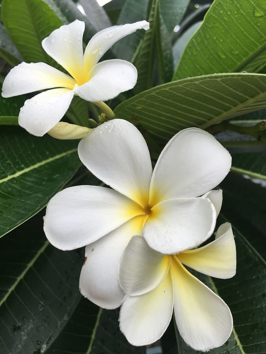 selective focus photo of white-and-yellow plumeria flowers, Champa