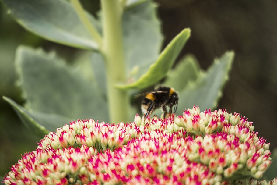 bee, flower, spring, one animal, flowering plant, animal wildlife HD wallpaper