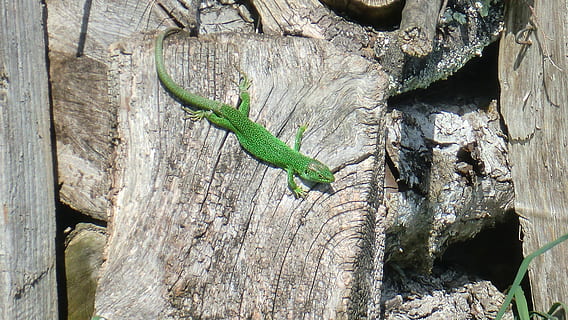 lézard, vert, occidental, lacerta, reptile, animal themes HD wallpaper