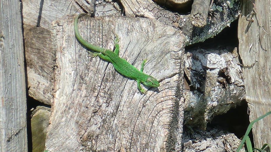 lézard, vert, occidental, lacerta, reptile, animal themes HD wallpaper