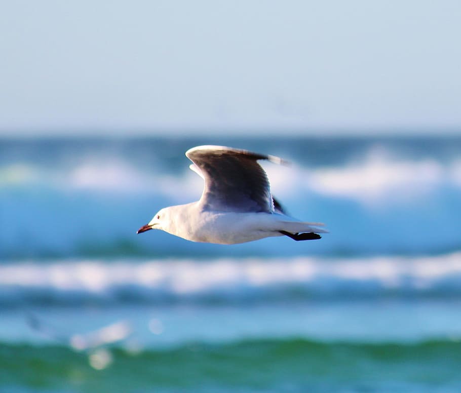 Seagull, Flight, Beach, Fly, Ocean, flying, coast, one animal HD wallpaper
