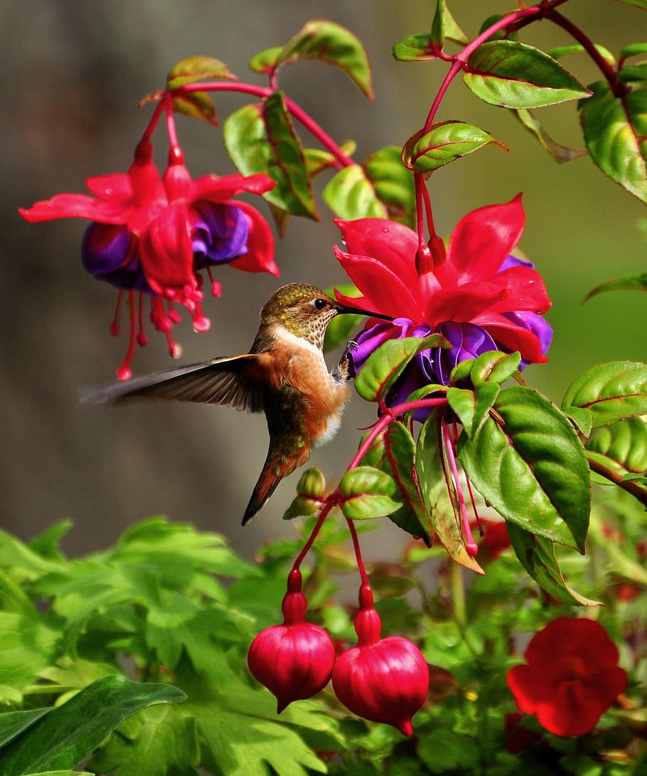 wildlife photography of brown hummingbird near red petaled flower, green and brown hummingbird perched on red-and-purple fuchsia flowers, HD wallpaper