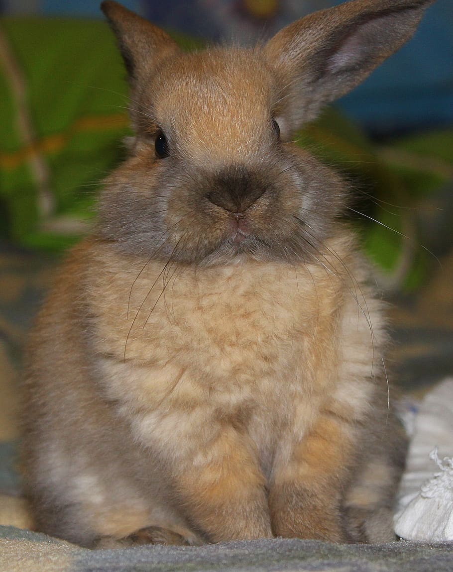 rabbit, hare, animal, ears, pets, fur, stroll, animals, funny HD wallpaper