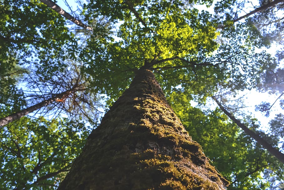 forest, nature, tree, low angle view, plant, tree trunk, branch HD wallpaper