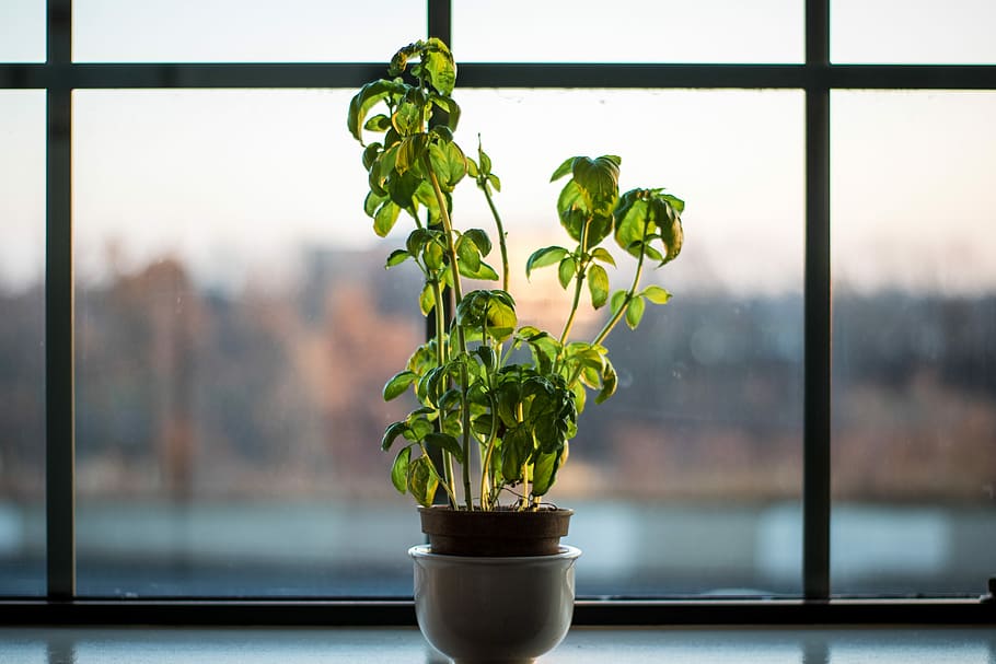 green leafed plant near window, green leafed plant in pot on window HD wallpaper