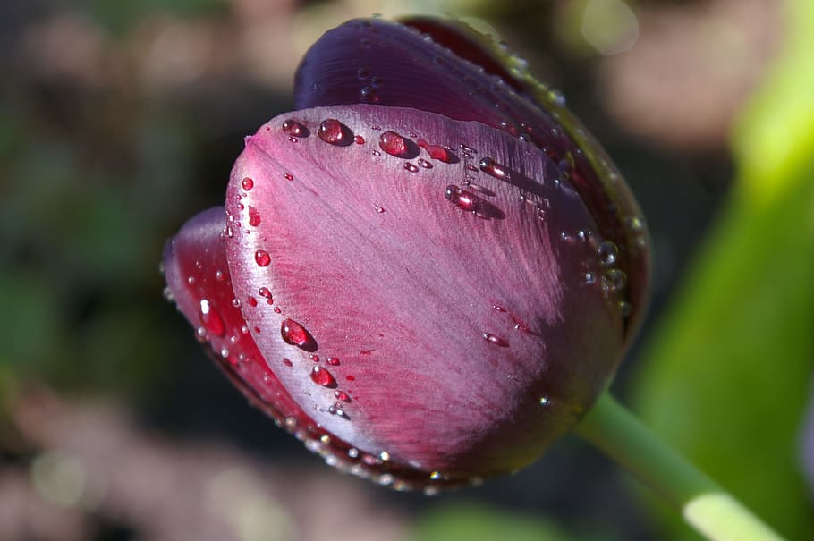 tulip, spring, purple, flower, blossom, bloom, plant, garden HD wallpaper