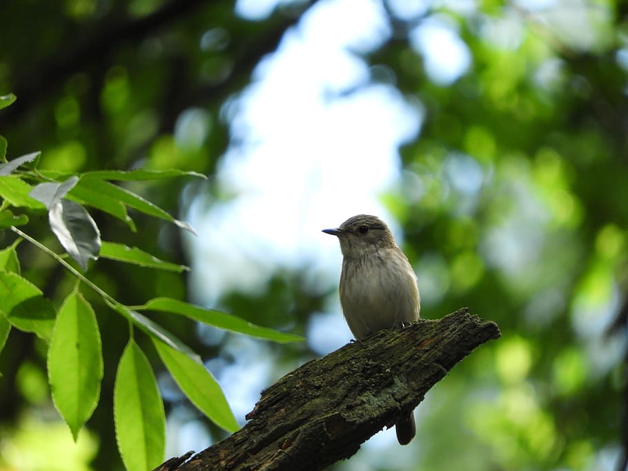 Bird, Branch, Forest, Tree, birds, on branch, on the branch HD wallpaper