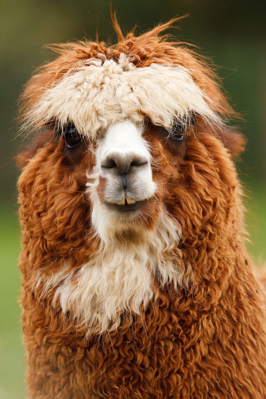 HD wallpaper: brown and white llama, Alpaca, Animal, Single, Curly, face,  fluffy | Wallpaper Flare