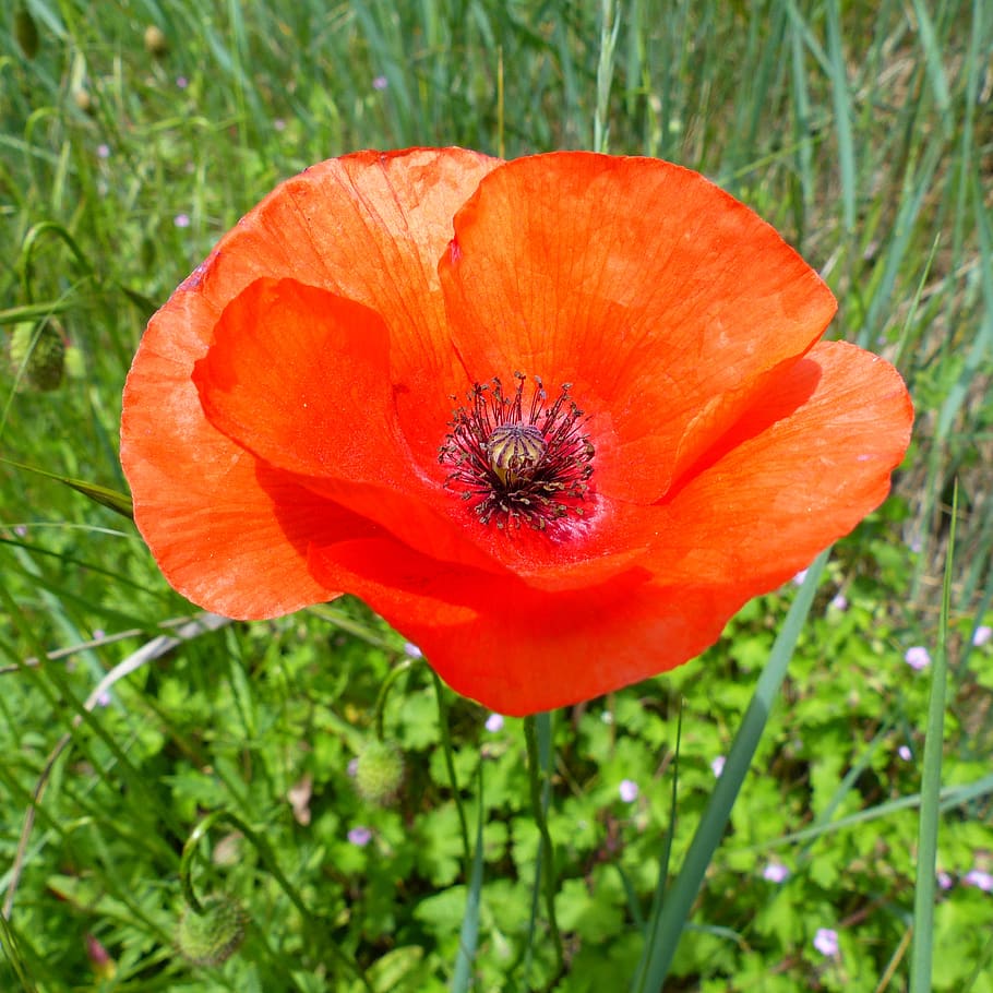 flower, macro, nature, poppy, red, petal, fleur des champs, HD wallpaper