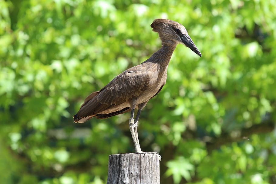 bird, zoo, pointed beak, animal themes, one animal, animal wildlife HD wallpaper