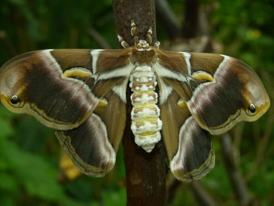 Butterfly, Wings, Open, Moth, Giant, animal, insect, detail HD wallpaper