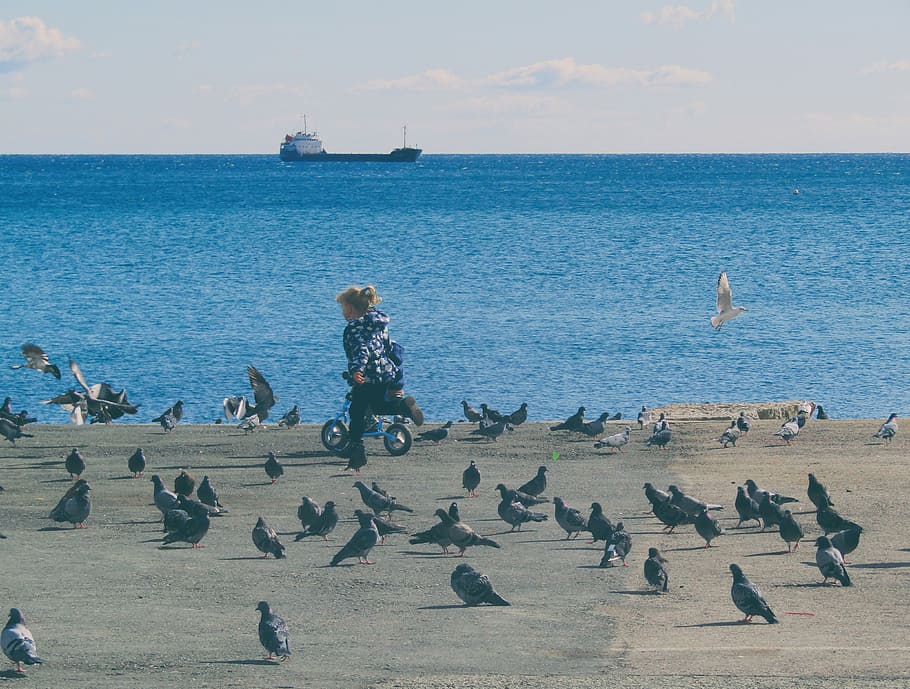 flock of pigeons on seashore, beach, seafront, birds, boat HD wallpaper