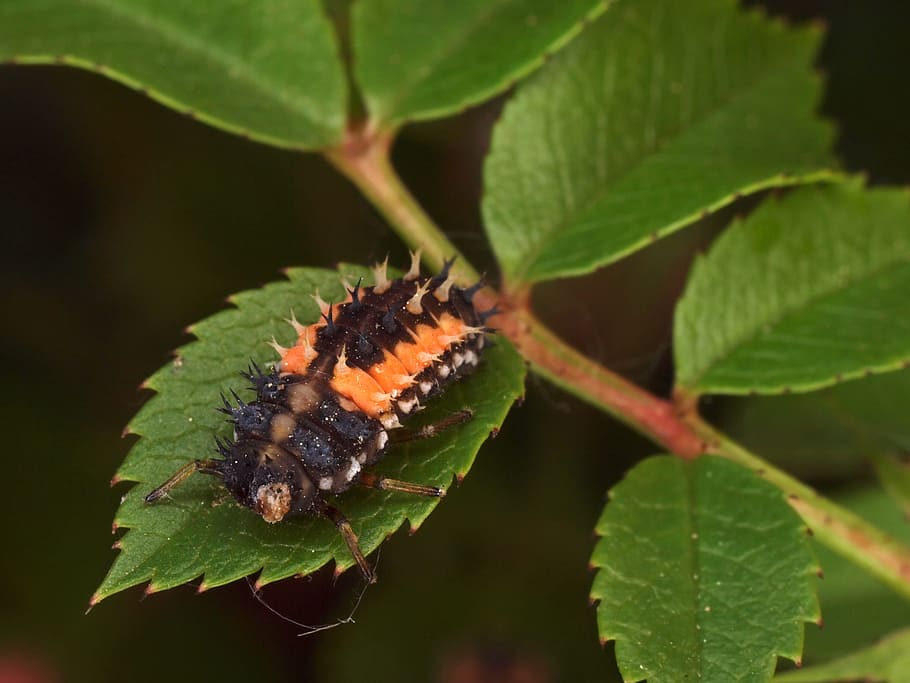 insect, nature, macro, plant part, leaf, animal, animal themes HD wallpaper