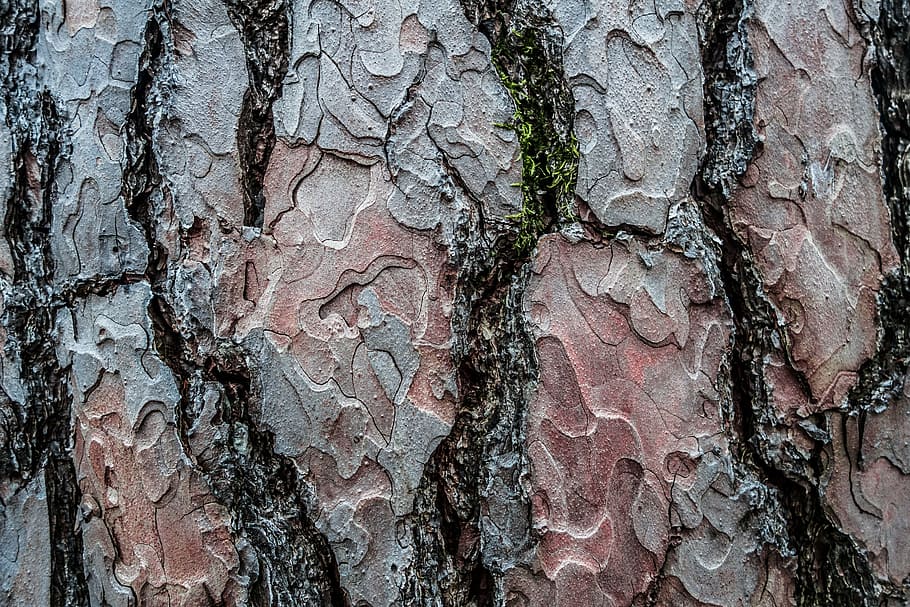 forest, log, bark, conifer, tree, brown, trunk, tree trunk HD wallpaper