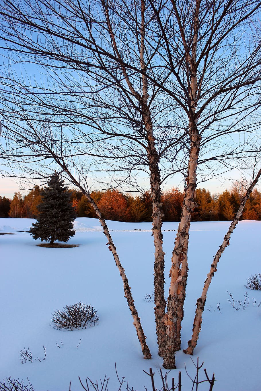 winter, field, tree, blue sky, snow, vertical, tranquility, HD wallpaper