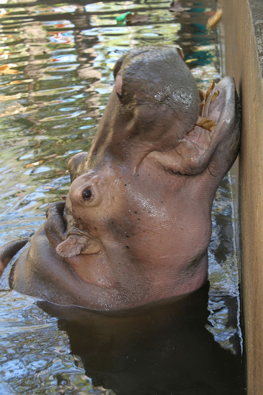 Water, Hippo, one animal, animal themes, animal wildlife, animals in the wild HD wallpaper