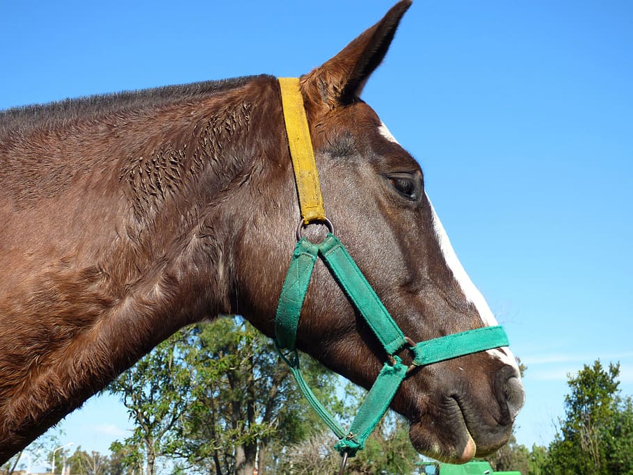 Equine, Head, Look, attentive, horse, one animal, domestic animals HD wallpaper