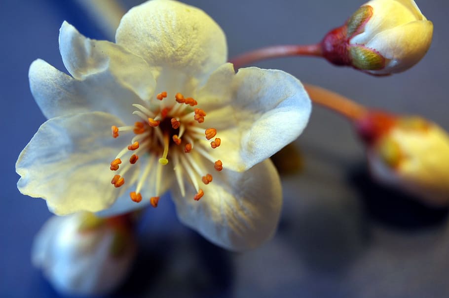 Blossom, Bloom, Spring, Mirabelle, blood plum, plant, nature HD wallpaper