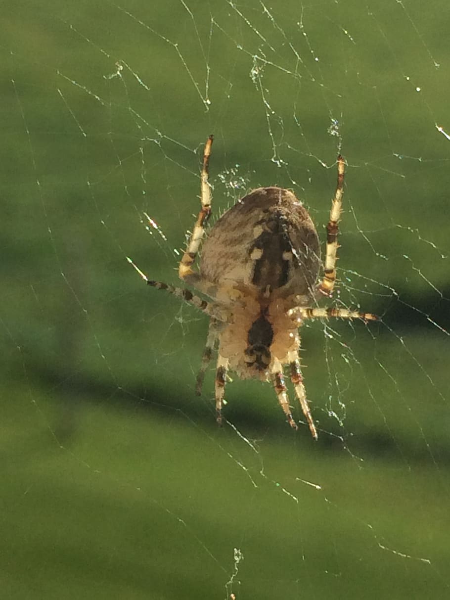 spider, cobweb, indian summer, one animal, spider web, animal themes HD wallpaper