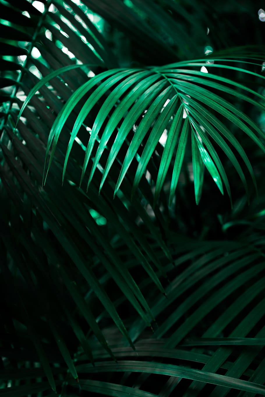green linear leafed plant, green leaf plant, abstract, backgrounds HD wallpaper