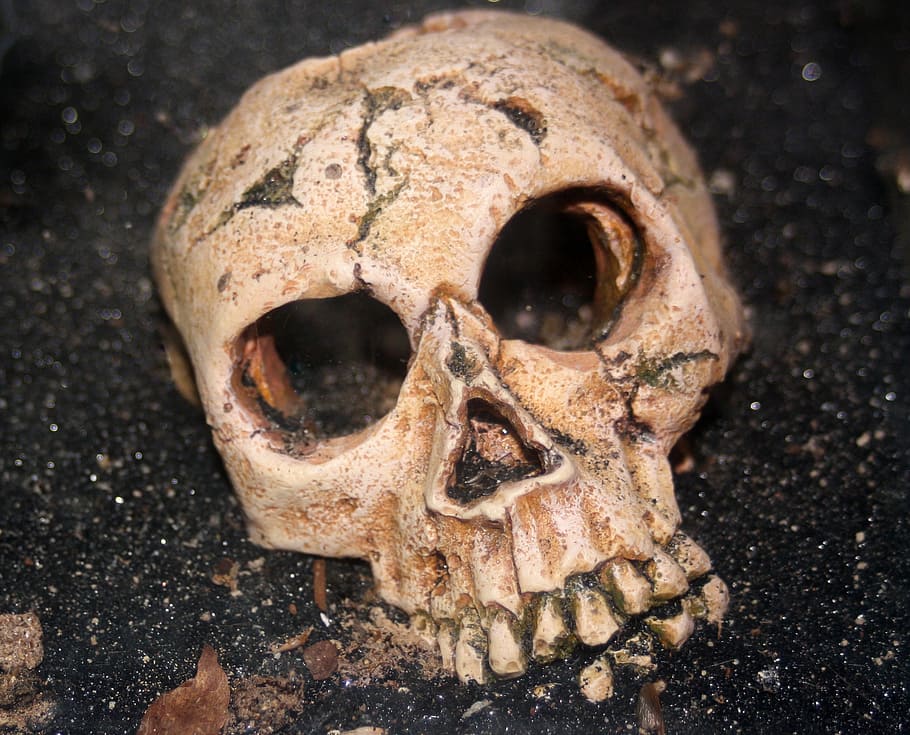 white skull on black surface, skeleton, human, halloween, horror