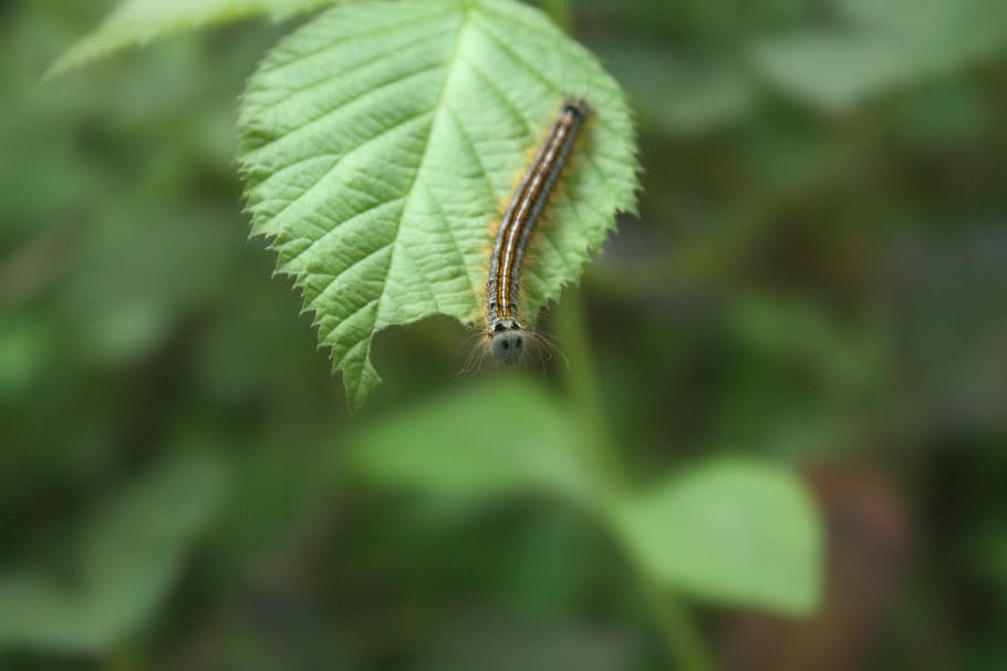 caterpillar, insect, spring, creature, butterfly, hairy, leaf, HD wallpaper