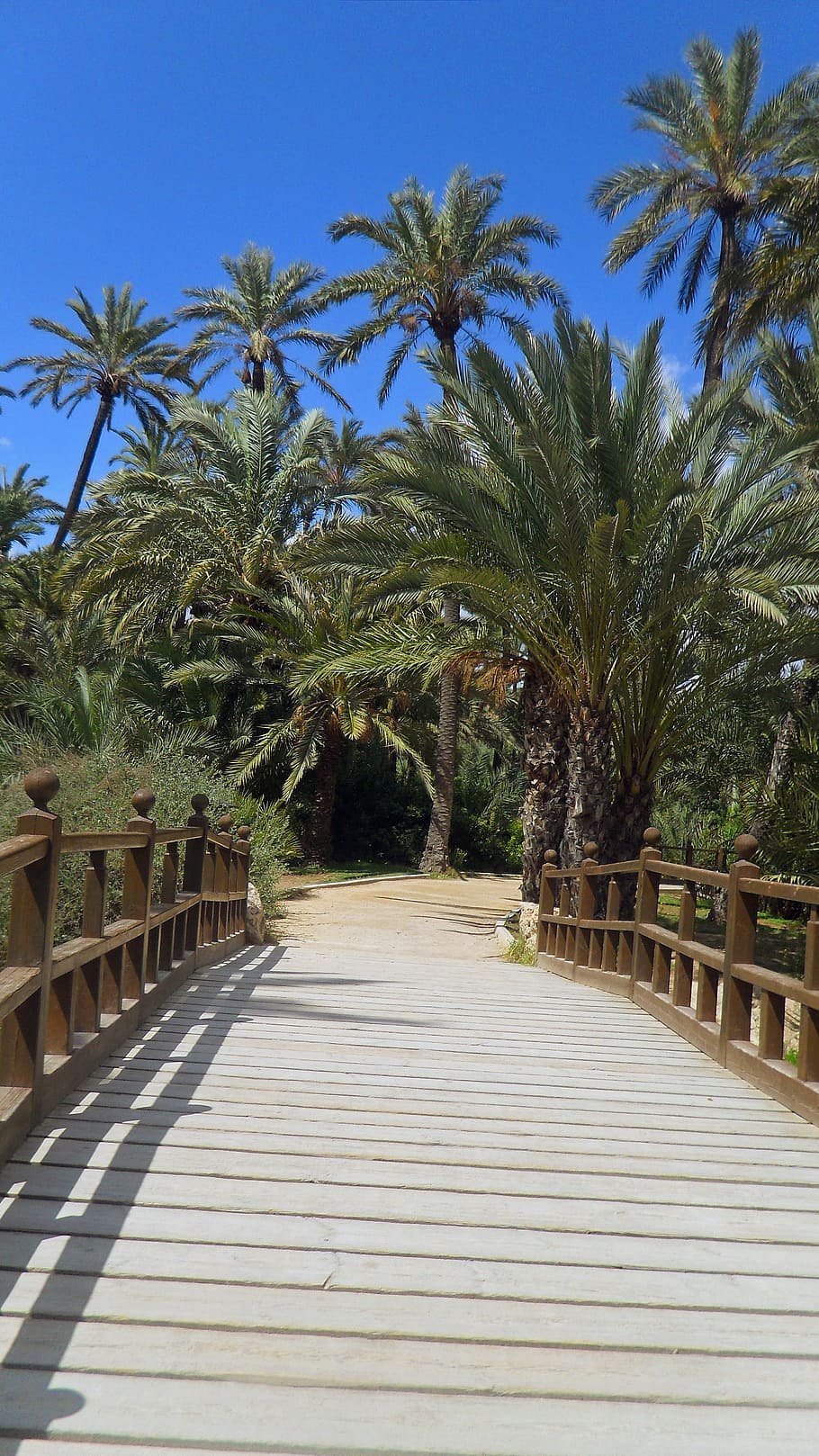 palm trees, bridge, spain, summer, wood, holiday, forest, nature HD wallpaper