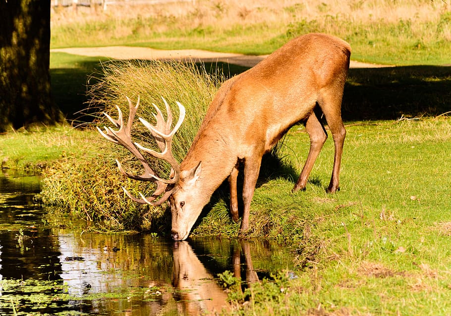 brown moose drinking water, deer, stage, animal, red, wild, antlers, HD wallpaper