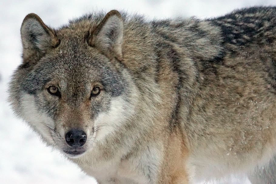 grey and black wolf, predator, carnivores, canis lupus, pack animal, HD wallpaper