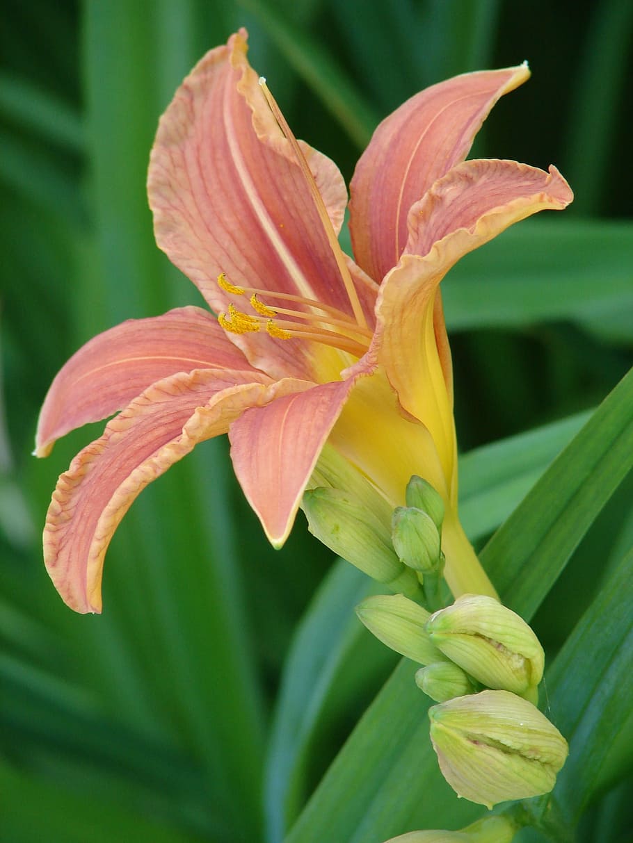 lily, flower, blossom, bloom, iris, close, lilies, plant, nature HD wallpaper