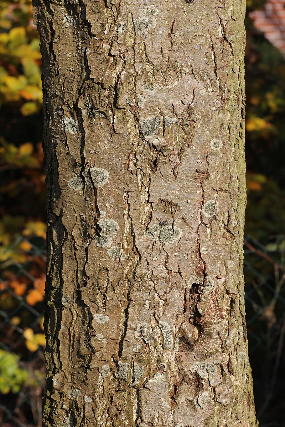 Tribe, Wood, Tree Bark, nature, old, high, weave, light, garden HD wallpaper