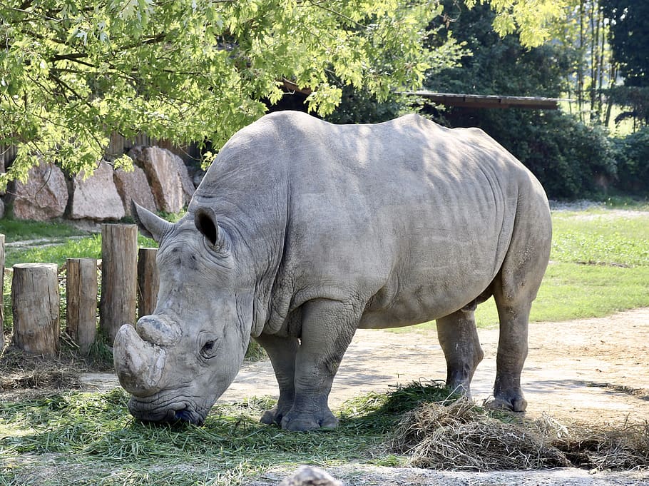 rhino, animals, nature, animal world, hard, zoo, animal themes, HD wallpaper