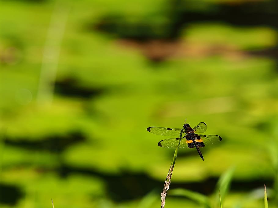 black and yellow dragonfly, insect, waterlily, leaf, nature HD wallpaper