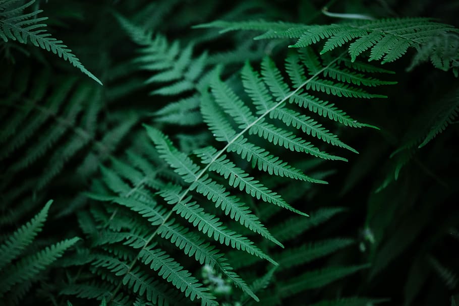 selective focus photo of green fern plant, green grass, leaf HD wallpaper