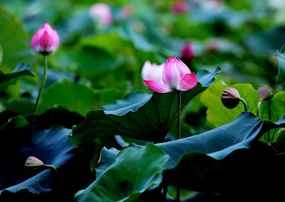 Selective Focus Photo of Pink and White Petaled Flowers, aquatic HD wallpaper