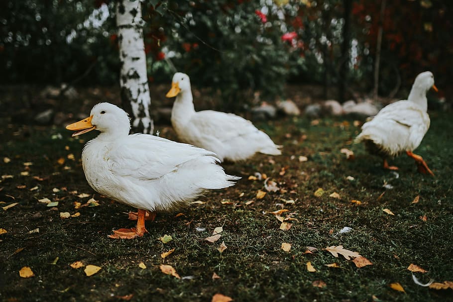 White ducks on the grass, bird, leaves, animal, farm, nature HD wallpaper