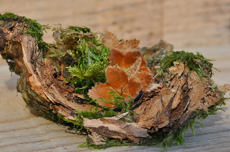 beech nuts, wood, moss, bark, deco, nature, leaf, wood - Material HD wallpaper