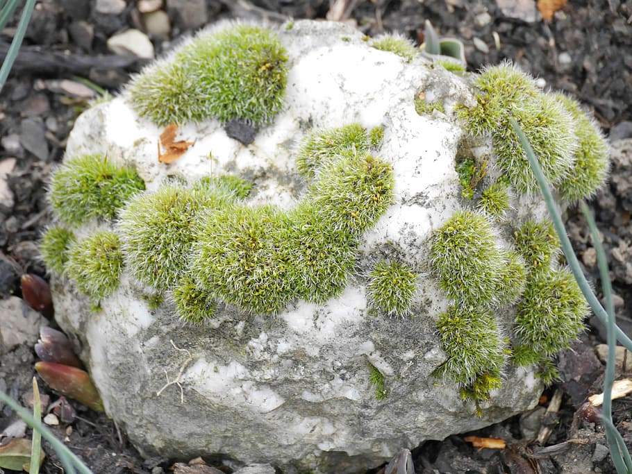 moss, stone, green, weave, day, solid, plant, nature, growth HD wallpaper