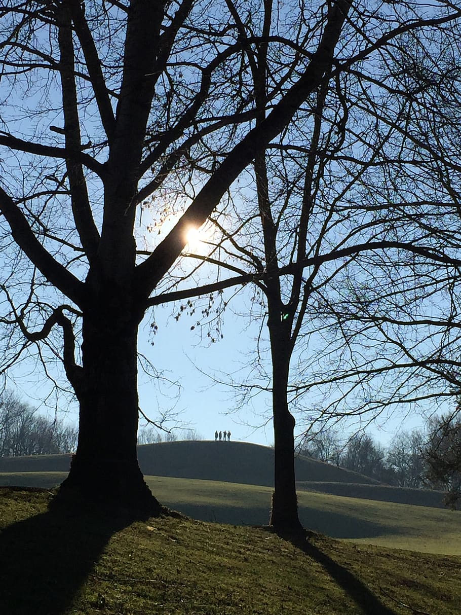 tree, branch, landscape, wood, plant, sky, tranquility, beauty in nature HD wallpaper