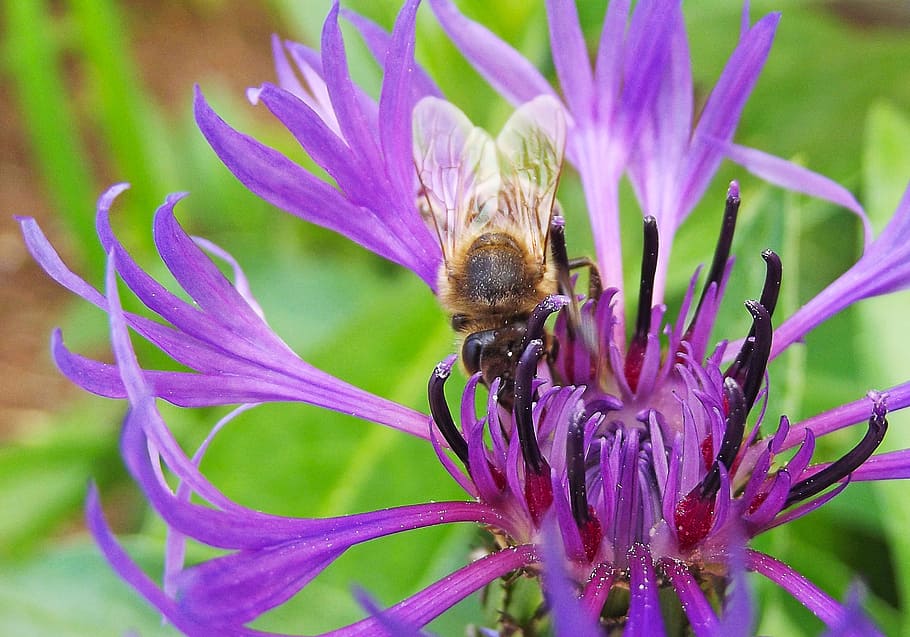cornflower, bee, meadow, purple, blue, flowering plant, fragility HD wallpaper