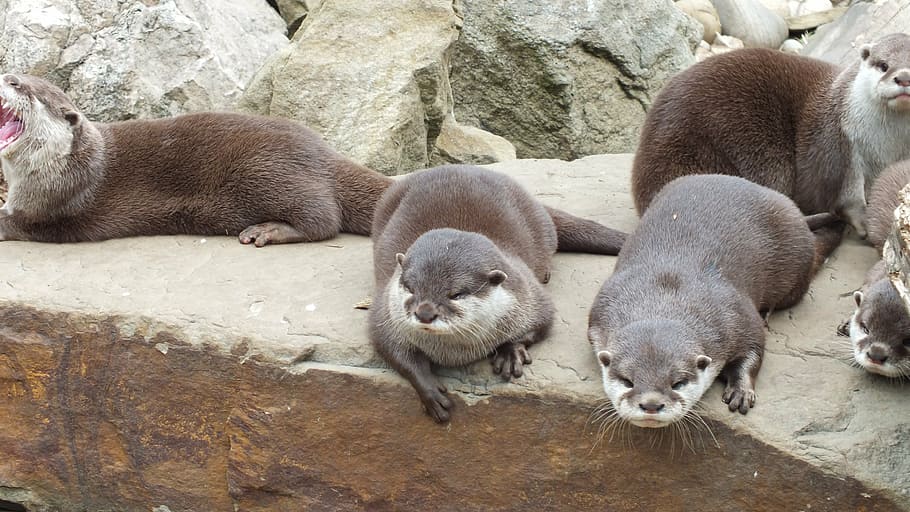 otters, animals, zoo, animal themes, mammal, animal wildlife HD wallpaper