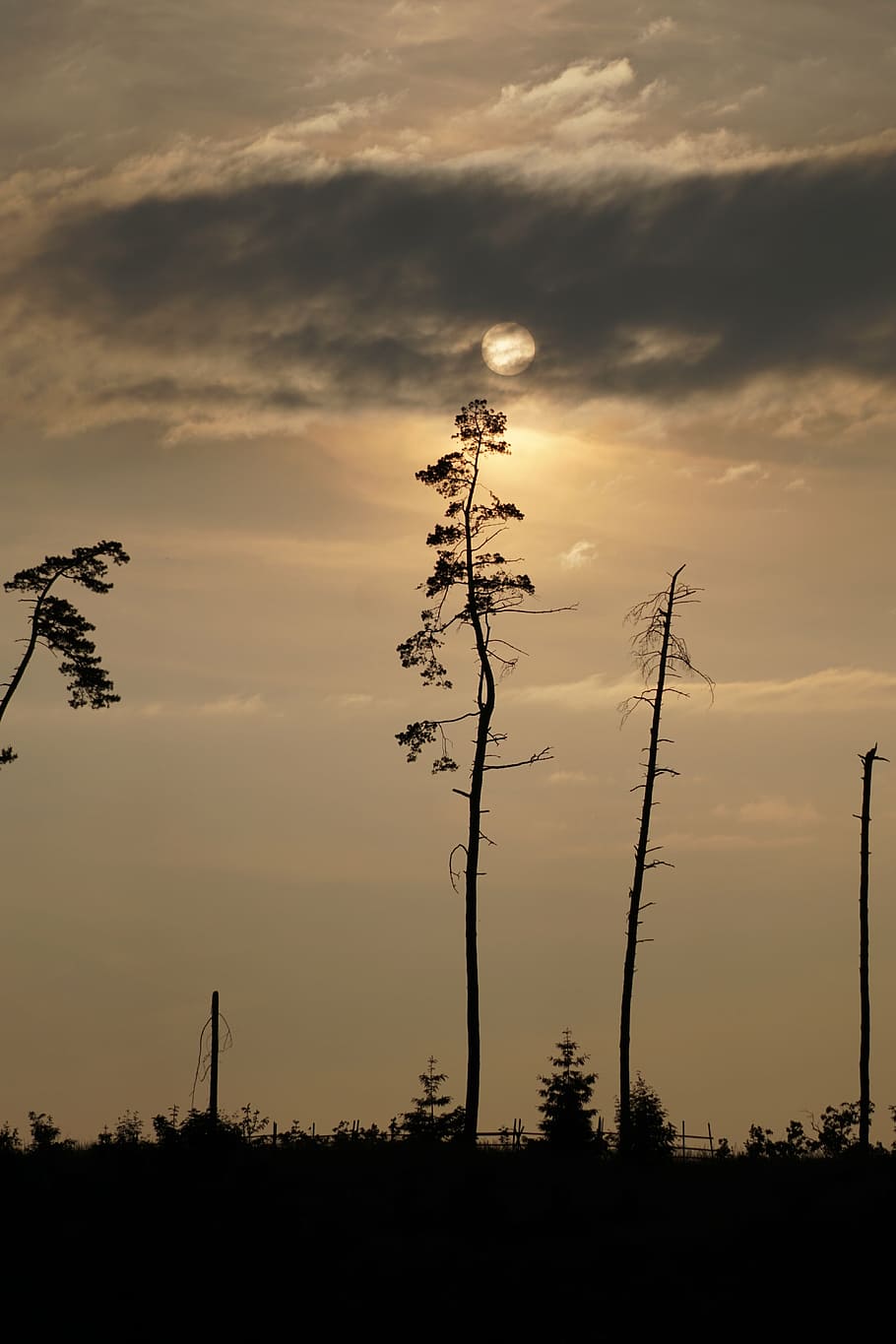 pine, dead, trees, sun, clouds, evening, sky, cloud - sky, sunset HD wallpaper