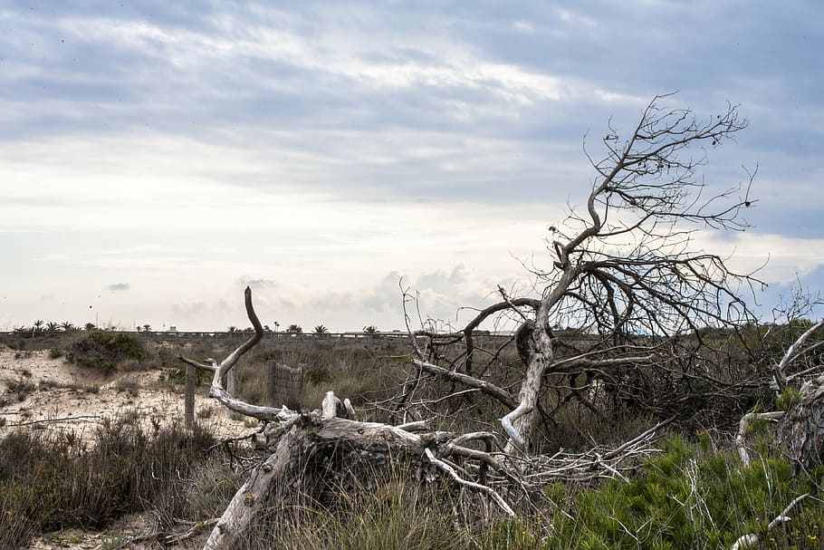 nature, tree, costa, mediterranean, sky, cloud - sky, bare tree HD wallpaper