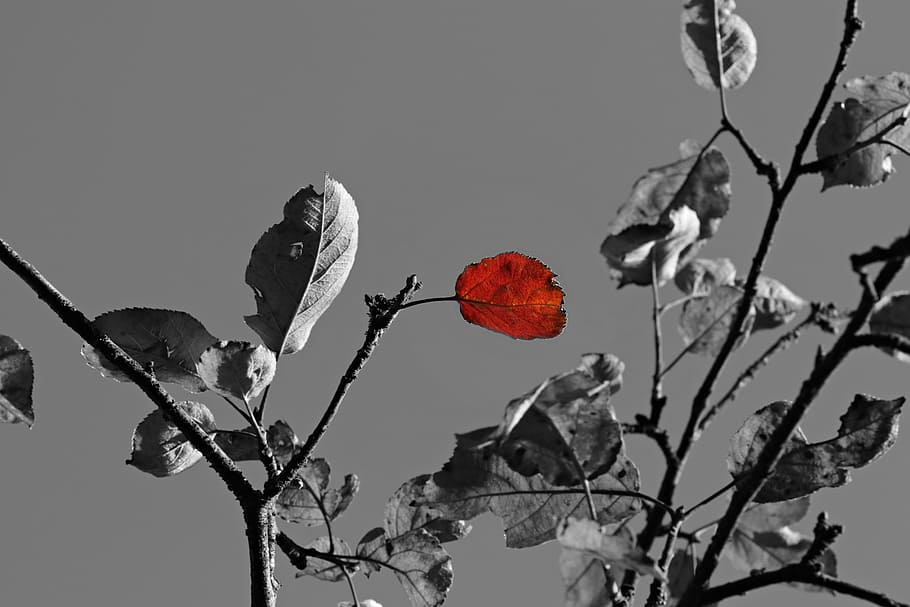 selective photography of tree leaf, apple tree, s w, autumn HD wallpaper