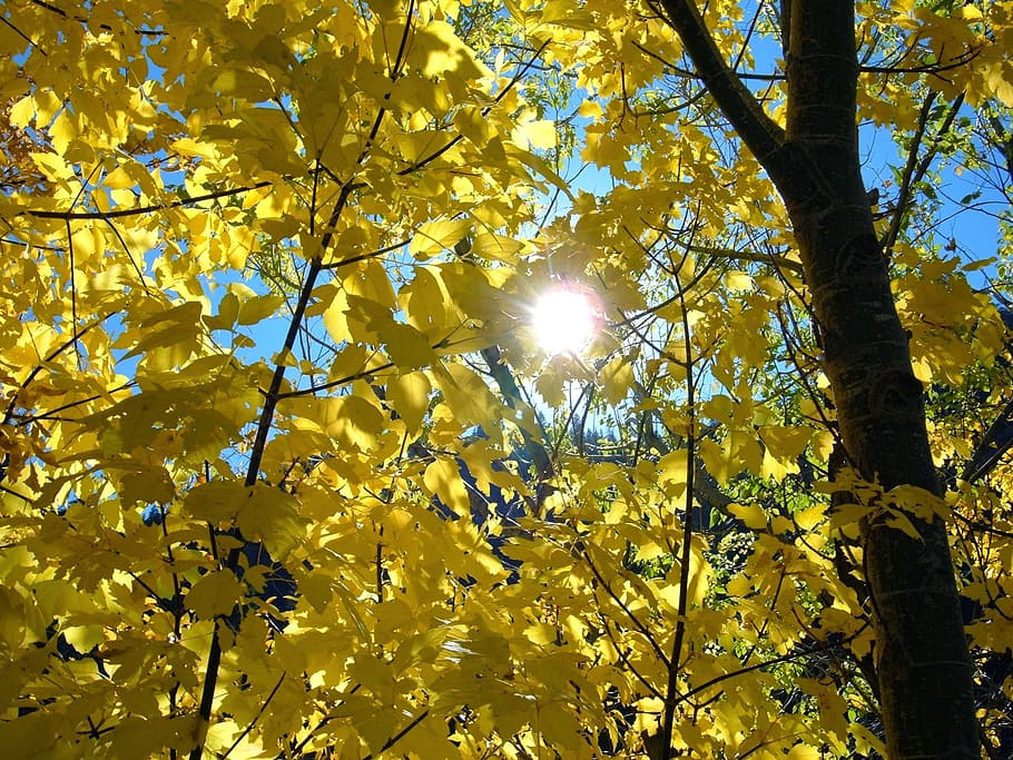 Colorado, Fall, Leaves, Aspen, wilderness, autumn, mountain HD wallpaper