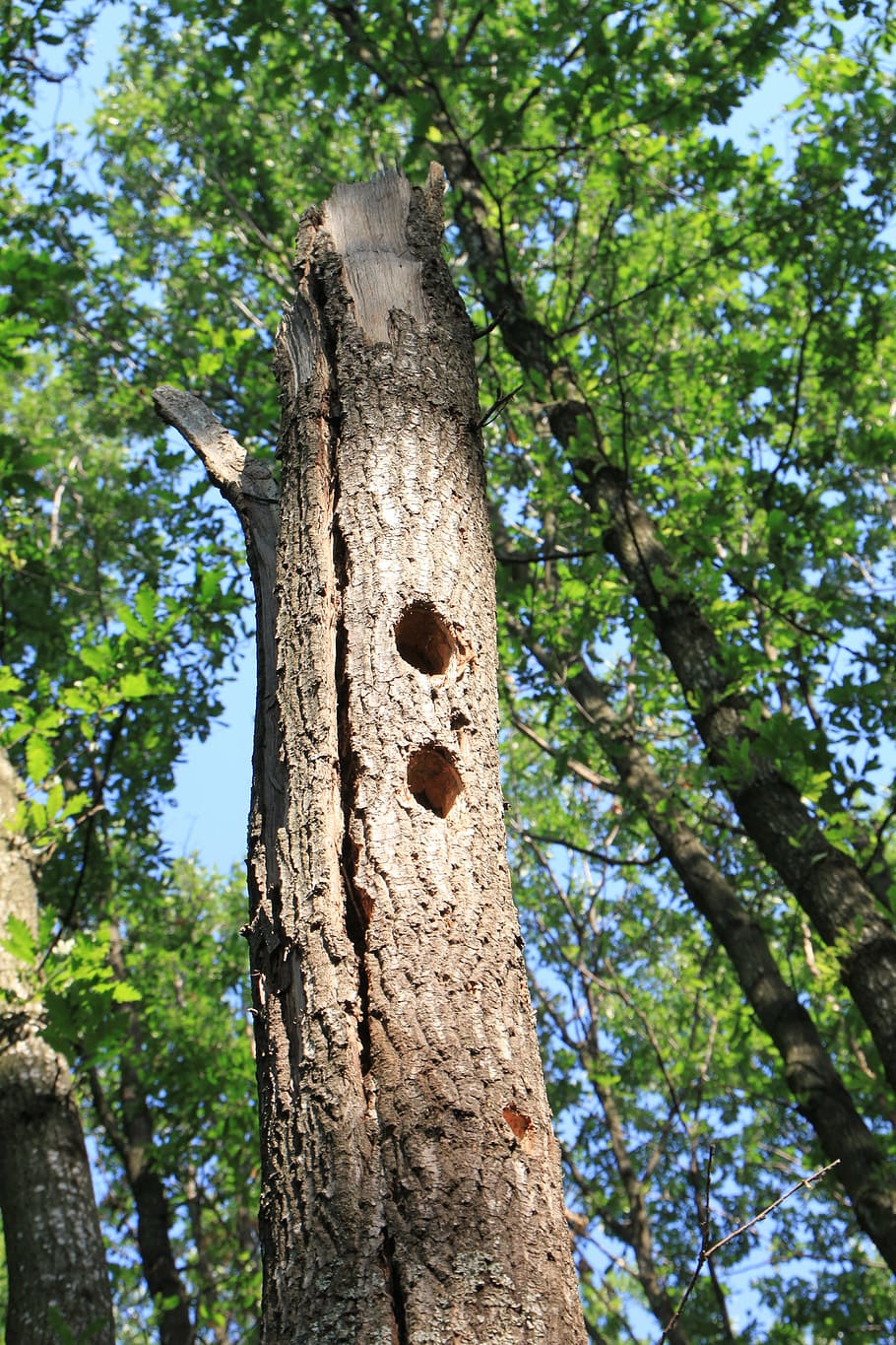 forest, holes, oak, tree, woodpeckers, nature, plant, tree trunk