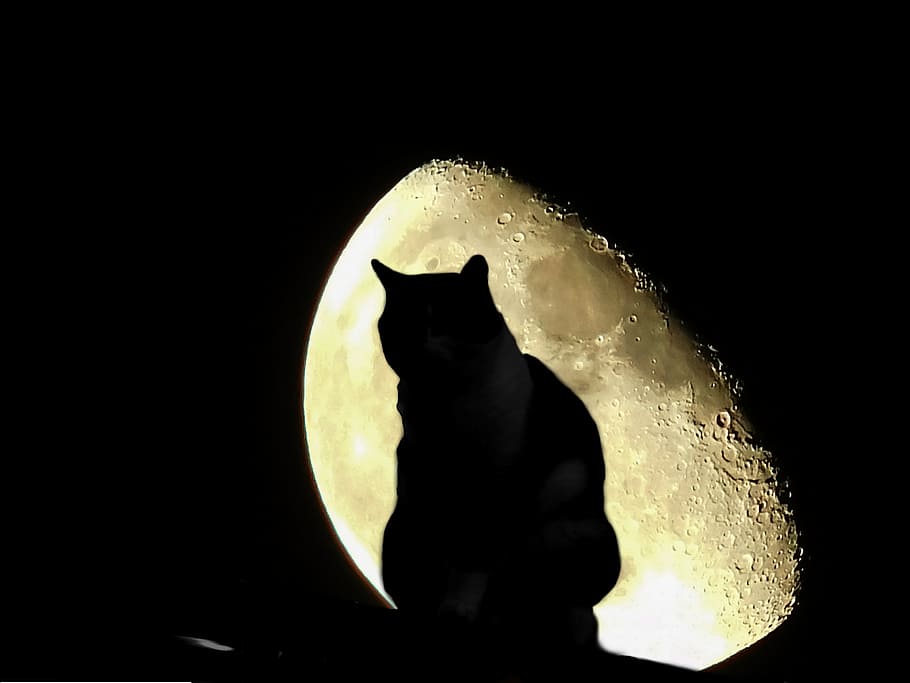 silhouette photo of cat, moon, halloween, night, sky, night sky HD wallpaper