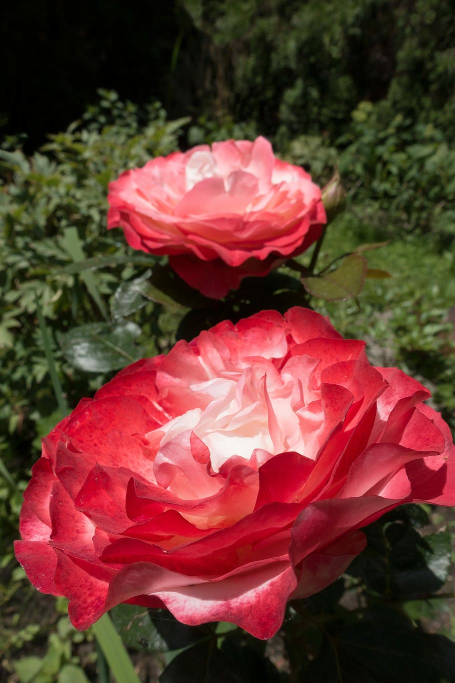 Rose, Pink, Red, White, Green, Summer, flower, blossom, bloom HD wallpaper