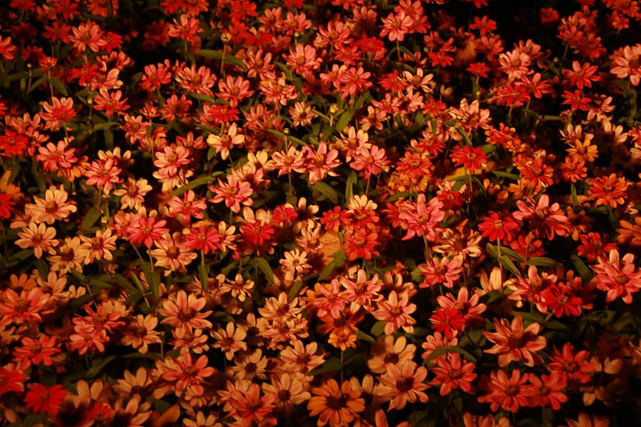 flowers, night, orange, nature, backgrounds, plant, leaf, flowering plant HD wallpaper
